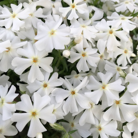 Meet your Posher, Kaylea - Picture 1 of 1